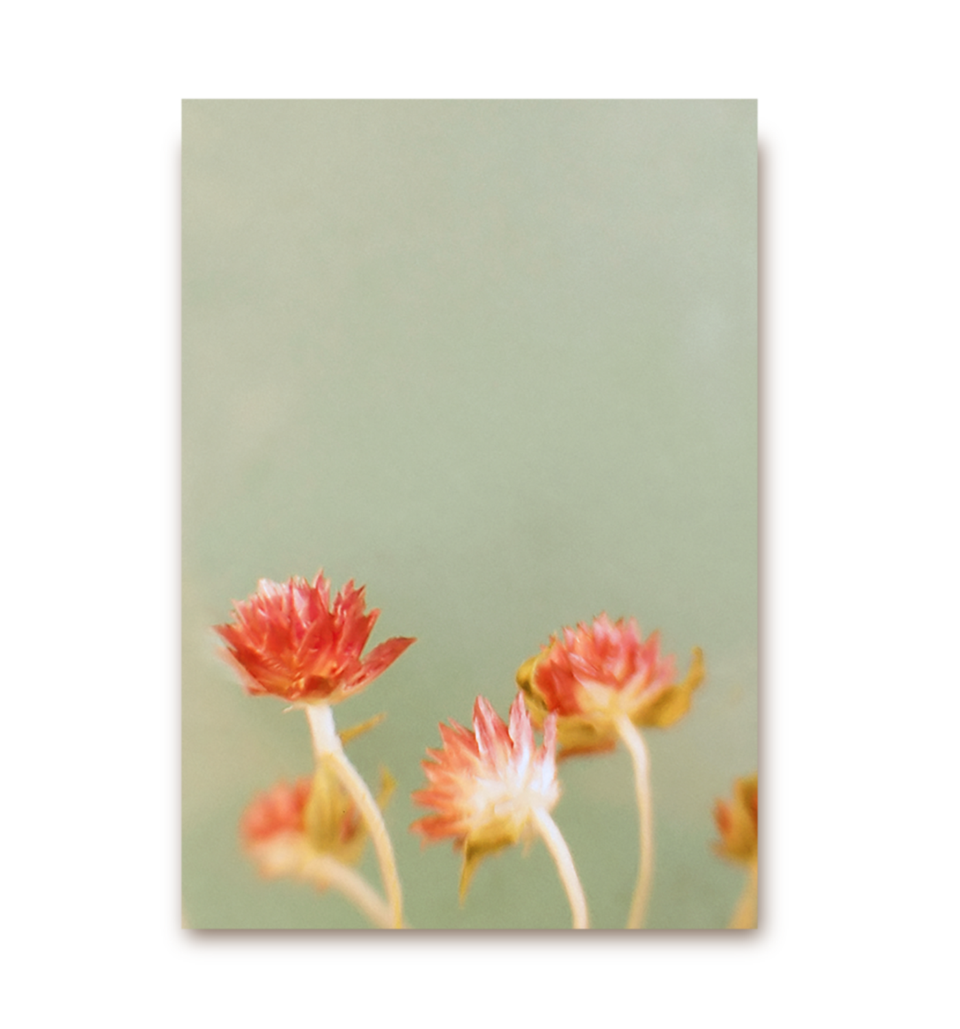 Little Garden - Lagom Design