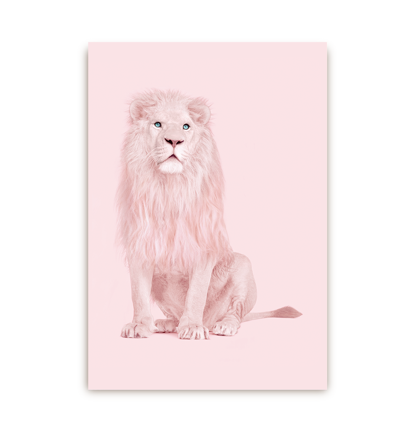 Albino Lion Postcard - Lagom Design