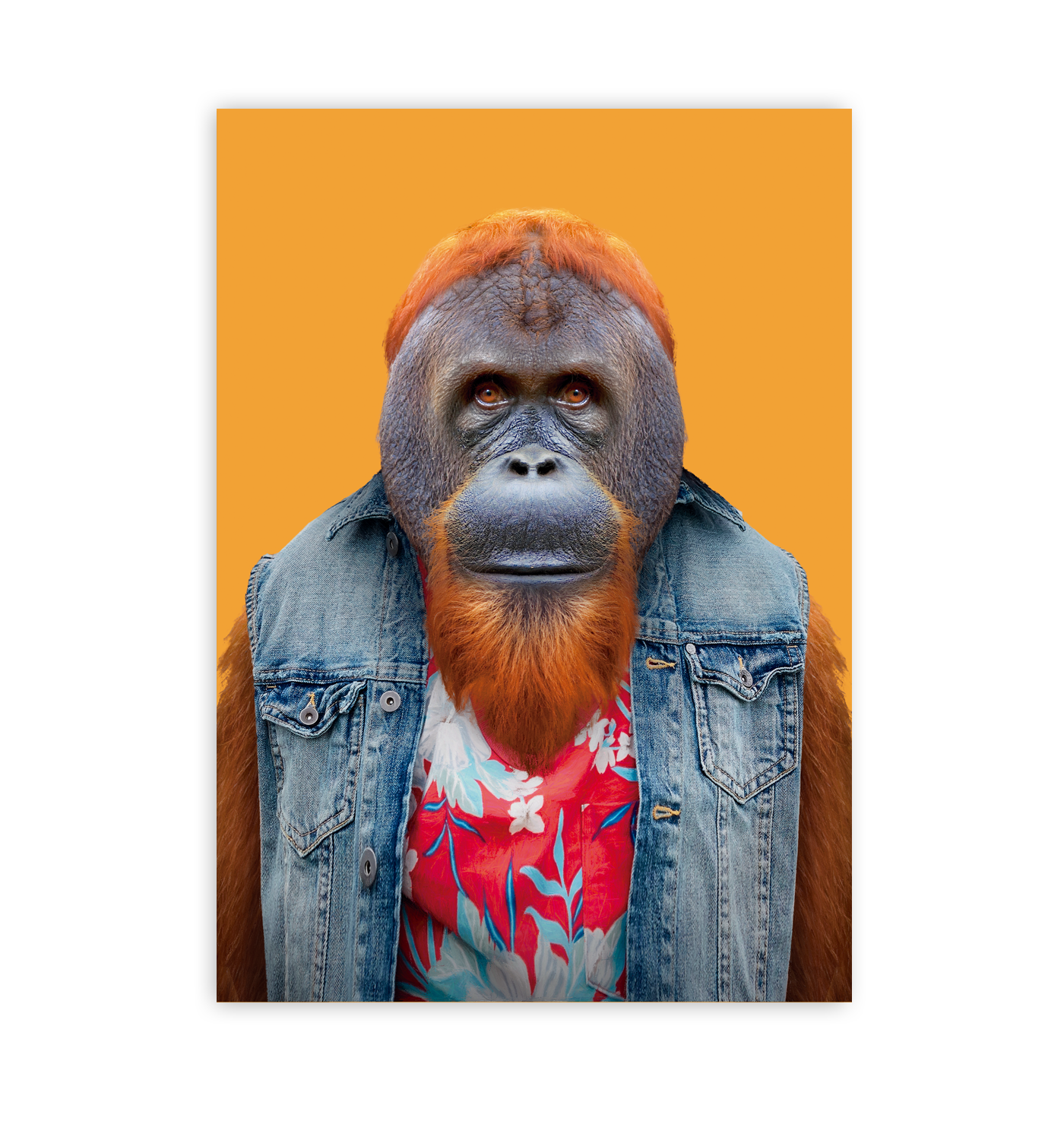 Bornean Orangutan - Lagom Design