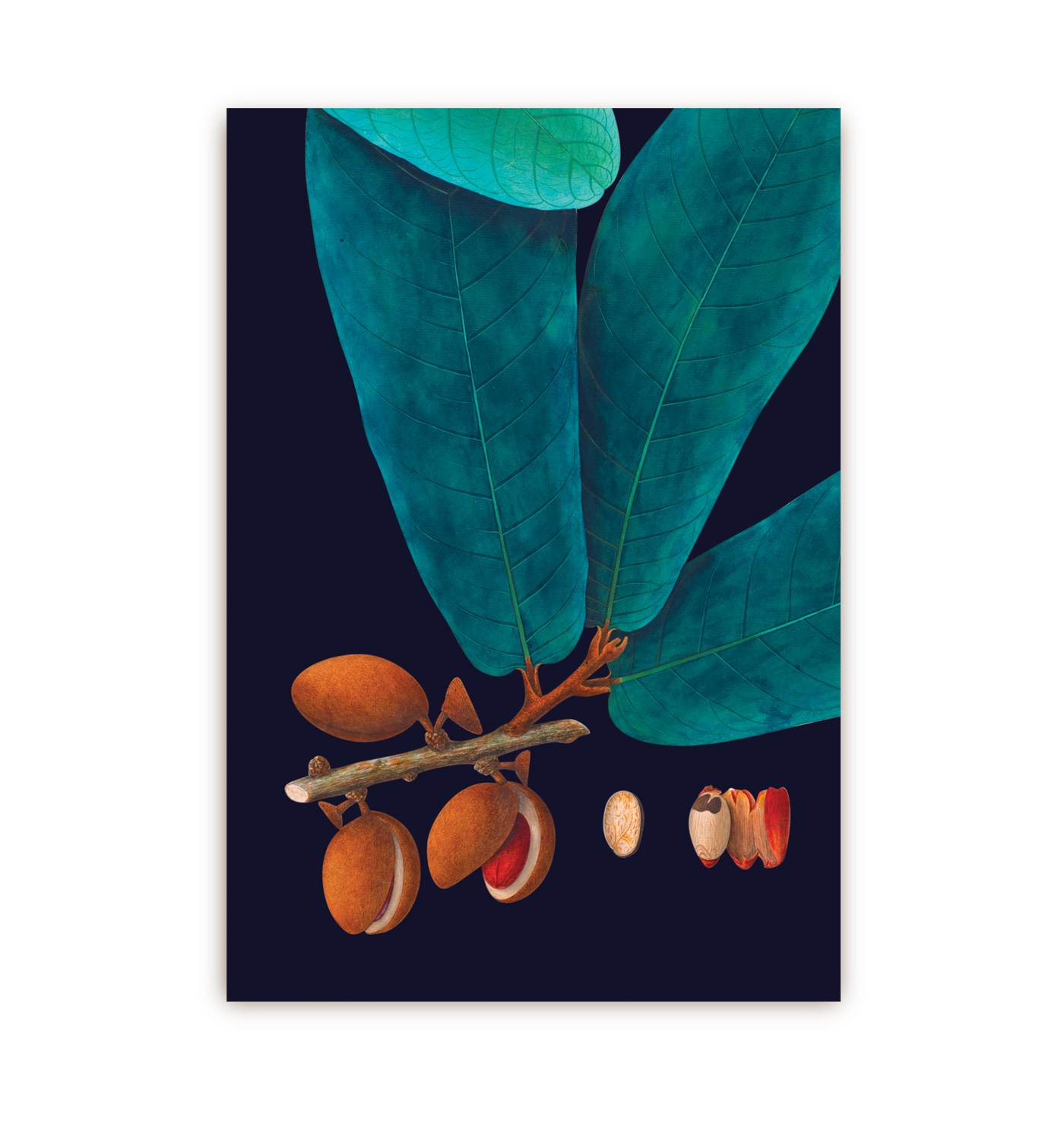 Nutmeg - Lagom Design