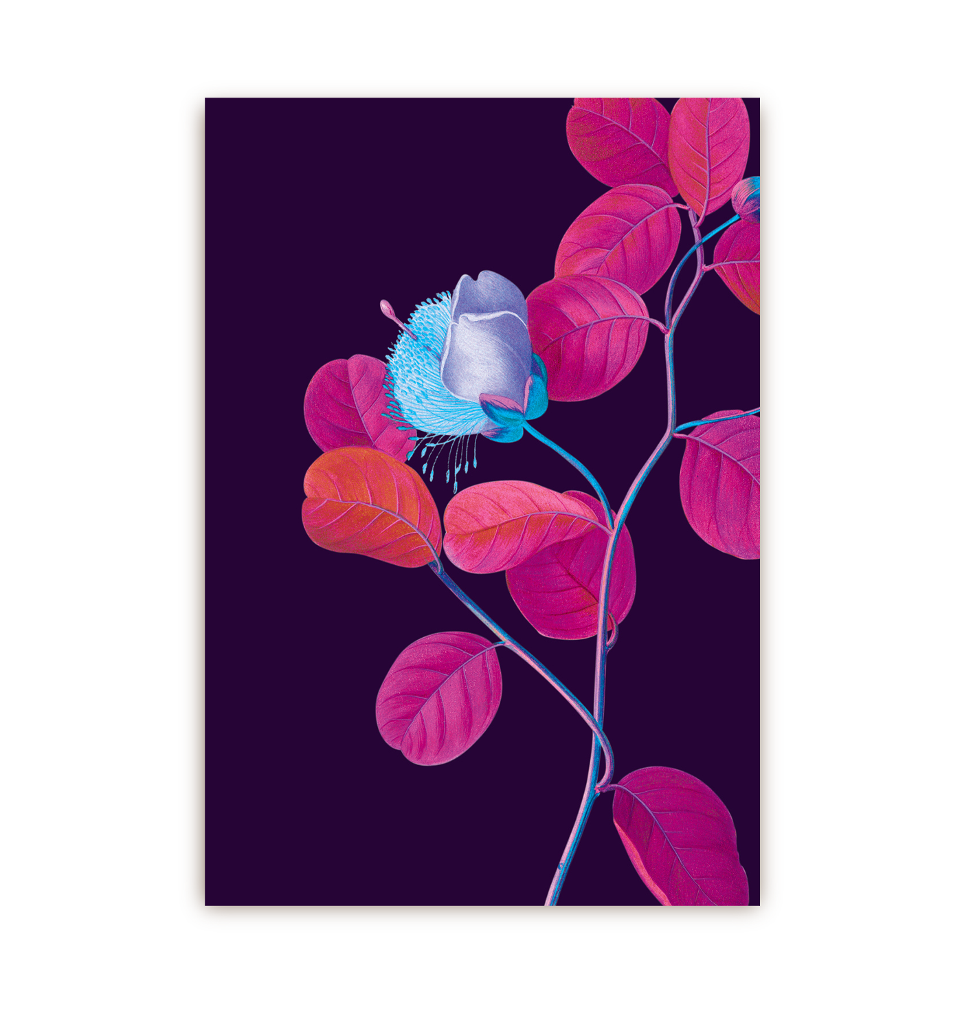 Caper Bush - Lagom Design