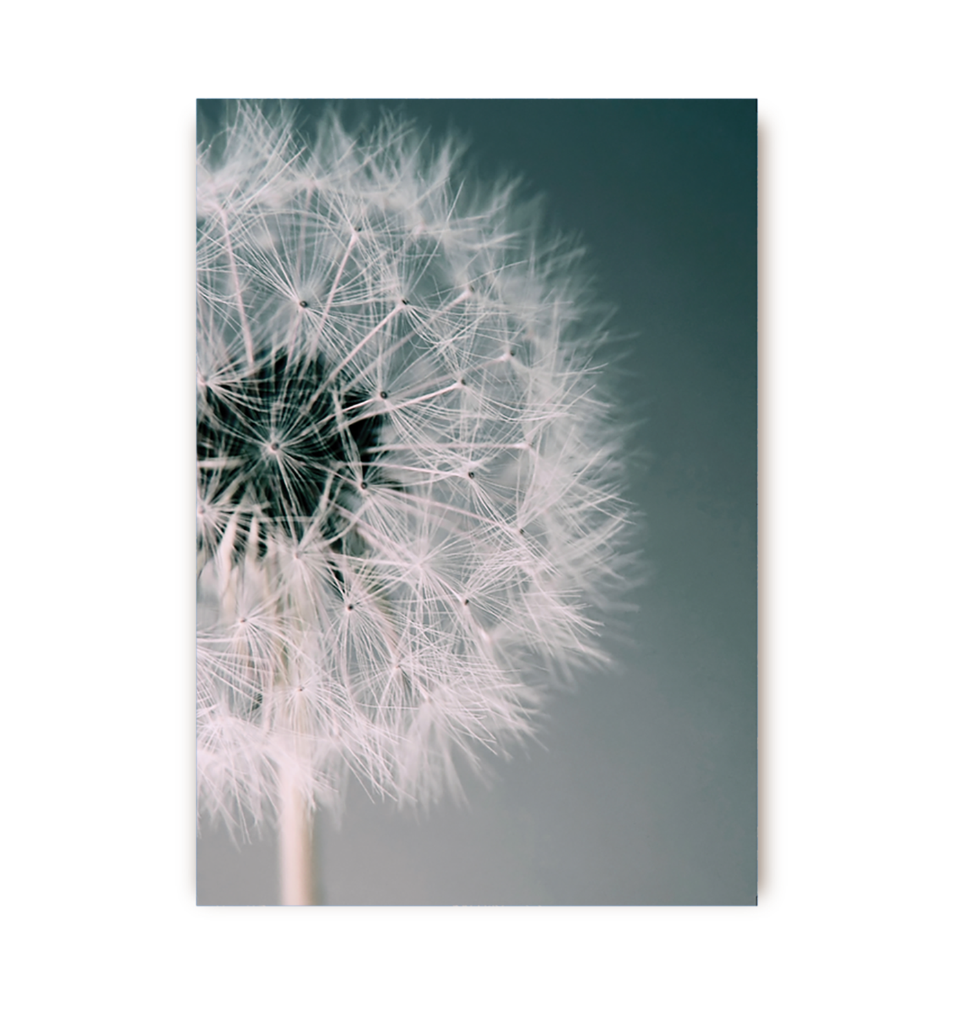 Dandelion Dream - Lagom Design