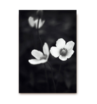 A Pair - Lagom Design