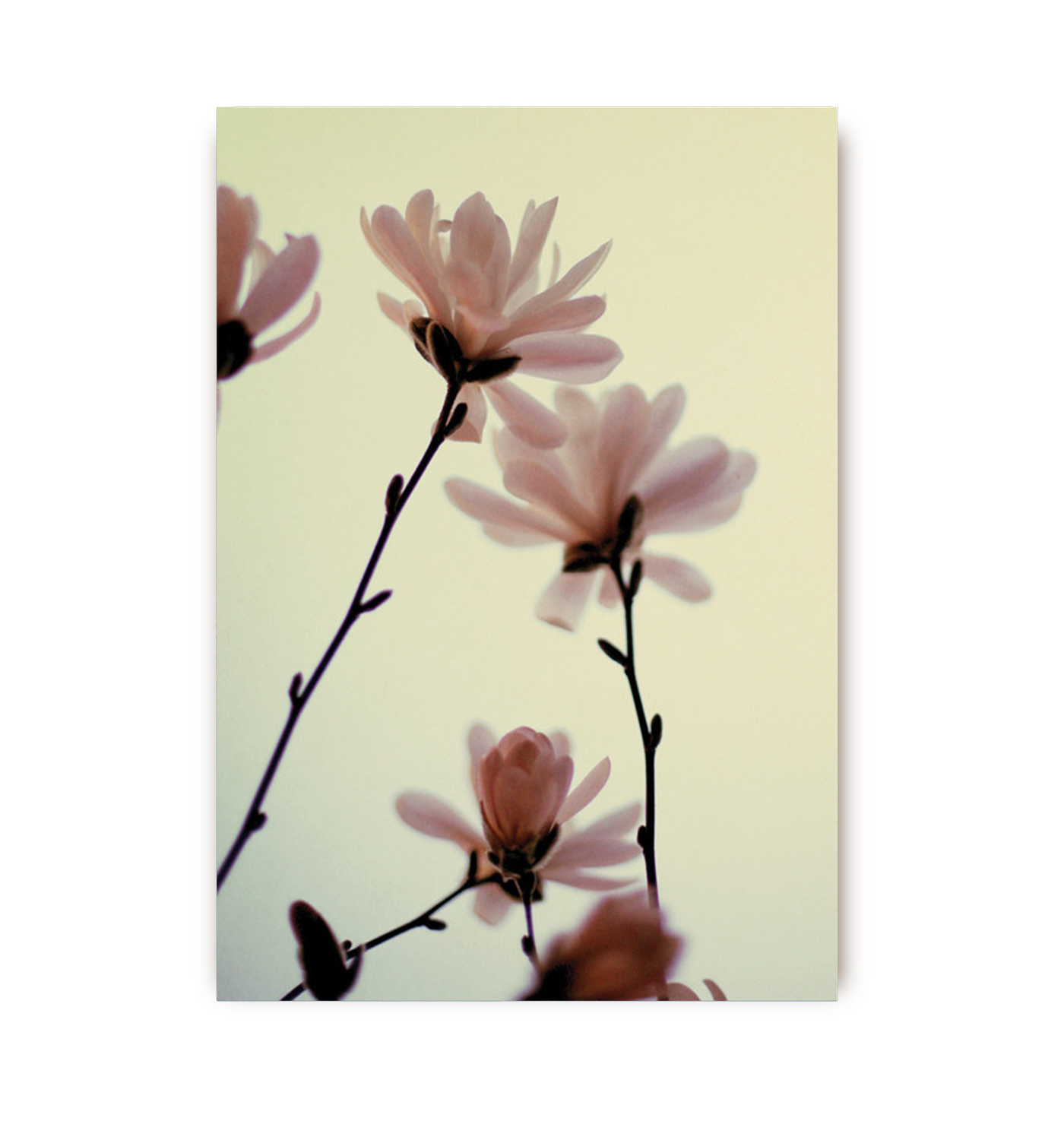Roseate - Lagom Design